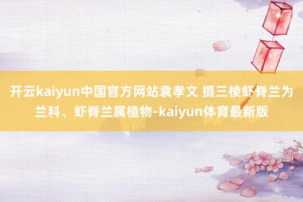 开云kaiyun中国官方网站袁孝文 摄三棱虾脊兰为兰科、虾脊兰属植物-kaiyun体育最新版